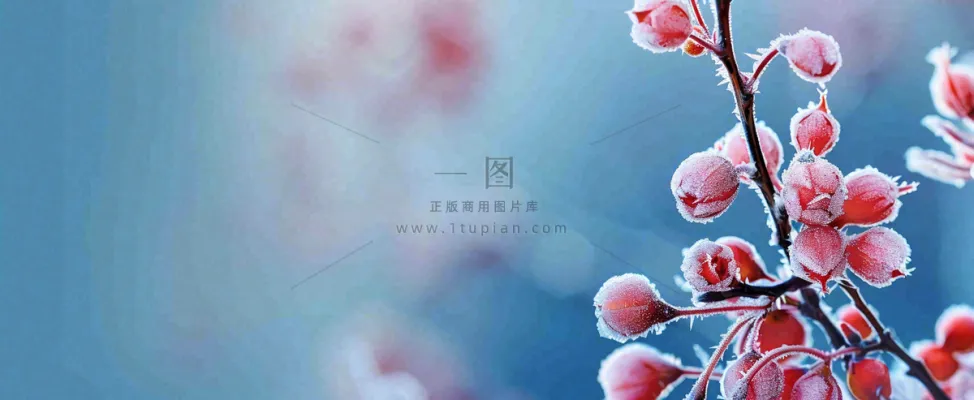 冬天冰天雪地红色果实上的白雪霜降小寒大寒摄影图