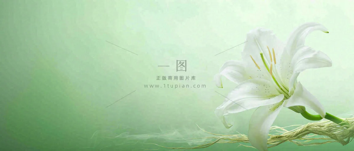 白色鲜花百合花鲜花意境简约,教师节淡雅摄影图