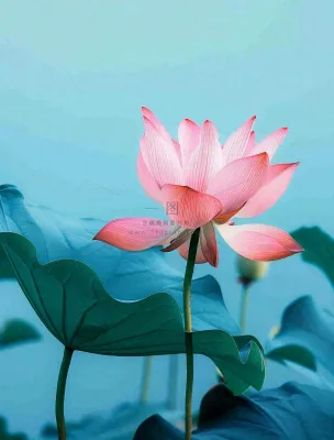 夏天池塘荷花荷叶蓝色唯美处暑大暑小暑摄影图 夏天池塘荷花荷叶蓝色唯美处暑大暑小暑摄影图