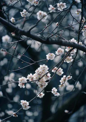 冬天浪漫白色花朵枝叶，冬季植物大雪小雪冬至新春摄影图