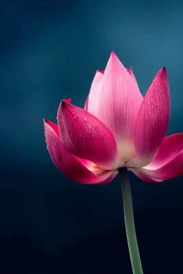 粉色唯美莲花大气背景 粉色唯美莲花大气背景