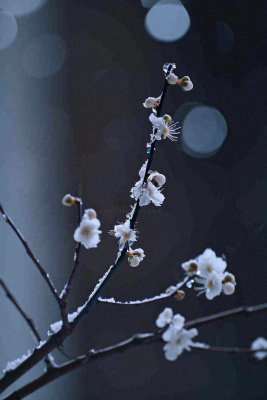 冬天雪花枝叶植物简约意境，冬季小雪大雪冬至摄影图