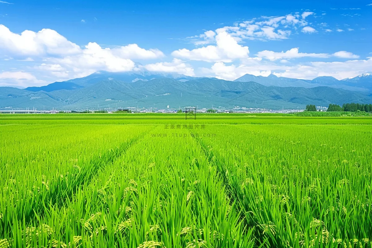 大片农田水稻远山蓝天白云摄影图