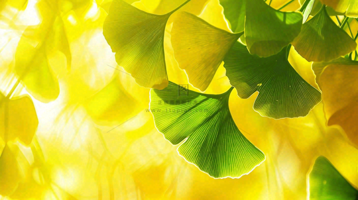 秋天美景银杏叶阳光唯美立秋摄影图