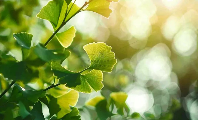 夏天绿色银杏叶树枝阳光小清新唯美小暑大暑处暑摄影图