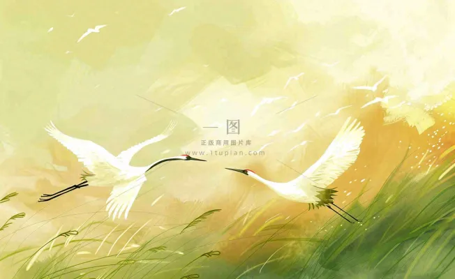 秋天白鹭飞鹤芦苇丛白露寒露节气插画背景