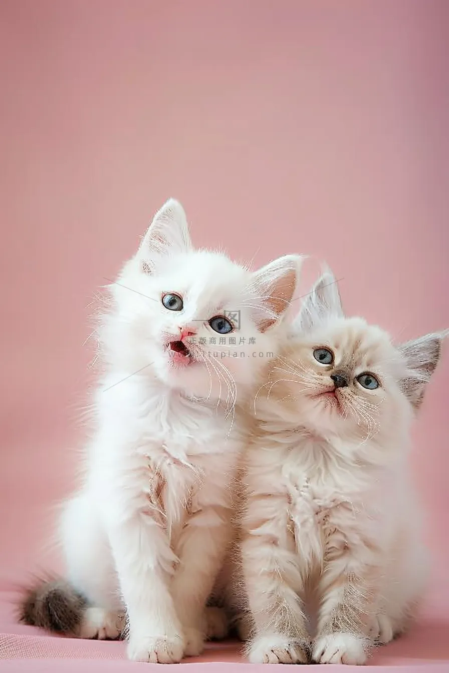 猫咪宠物猫可爱动物摄影图