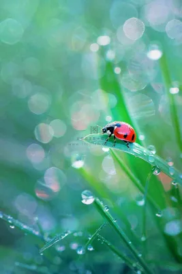 绿叶草丛露珠瓢虫昆虫雨水谷雨惊蛰摄影图 绿叶草丛露珠瓢虫昆虫雨水谷雨惊蛰摄影图