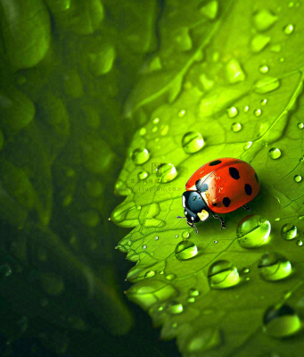 春天夏天七星瓢虫动物昆虫在绿叶上,谷雨立夏夏至小暑摄影图 春天夏天七星瓢虫动物昆虫在绿叶上,谷雨立夏夏至小暑摄影图