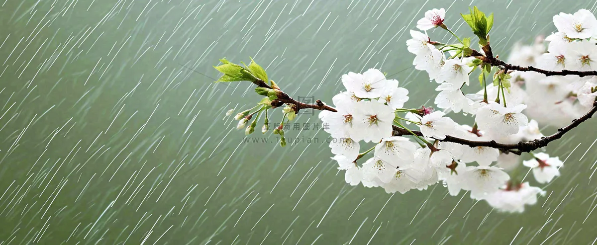 春天下雨花朵谷雨，惊蛰，雨水摄影图