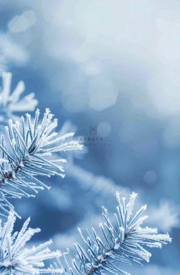 冬天挂满白霜的松针树寒冷霜降摄影图