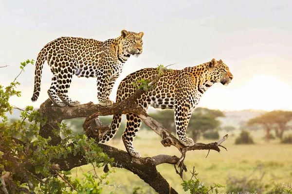 树干上的猎豹保护动物摄影图