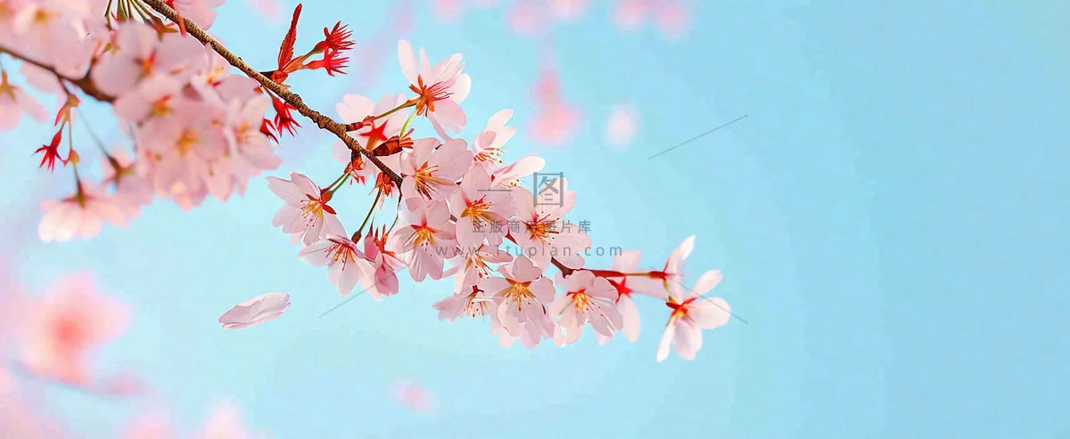 唯美粉色樱花花瓣春天浪漫梦幻蓝色，春分惊蛰摄影图