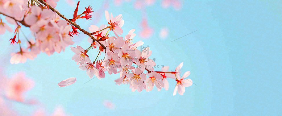 唯美粉色樱花花瓣春天浪漫梦幻蓝色,春分惊蛰摄影图 唯美粉色樱花花瓣春天浪漫梦幻蓝色,春分惊蛰摄影图