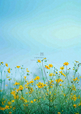春天花海小黄花清新鲜花,蓝天春分 春天花海小黄花清新鲜花,蓝天春分