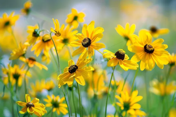 春天小雏菊金菊花朵植物摄影图