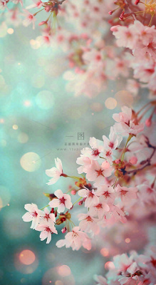 绚丽浪漫粉白色樱花花朵,惊蛰立春摄影图 绚丽浪漫粉白色樱花花朵,惊蛰立春摄影图