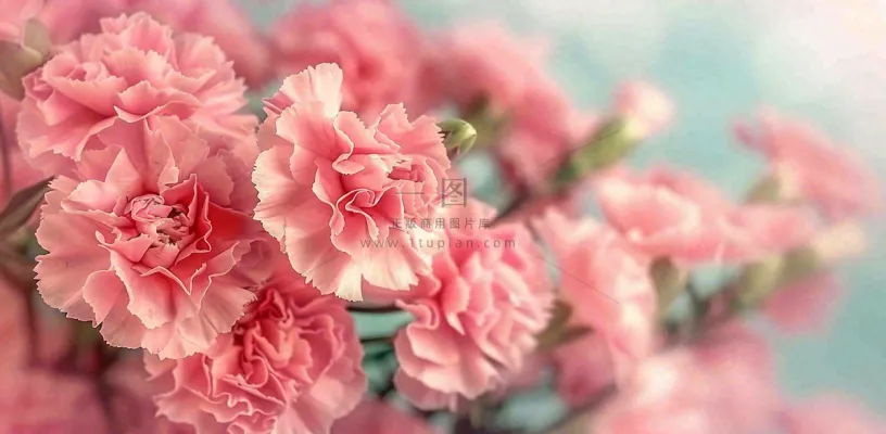 粉色康乃馨鲜花妇女节摄影图