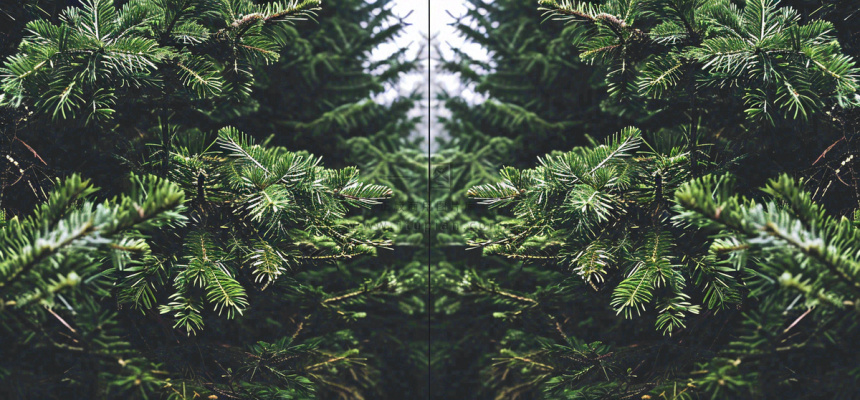 绿色绿植枝叶镜像镜头，新鲜生命力摄影图