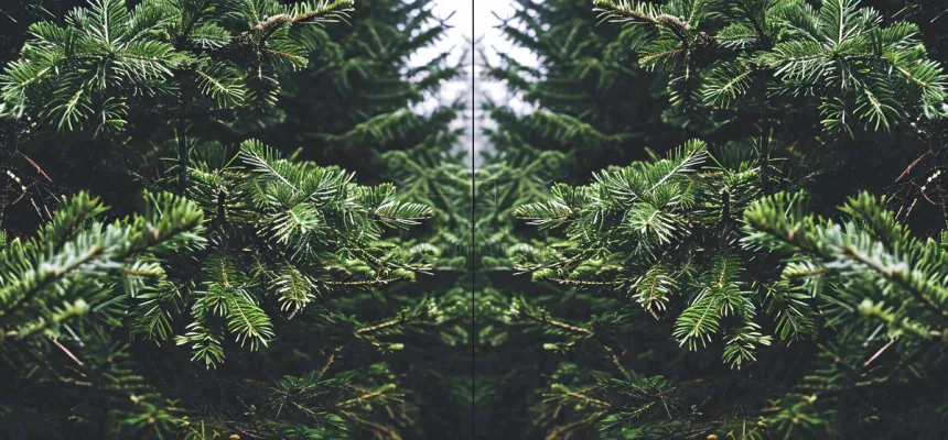 绿色绿植枝叶镜像镜头，新鲜生命力摄影图