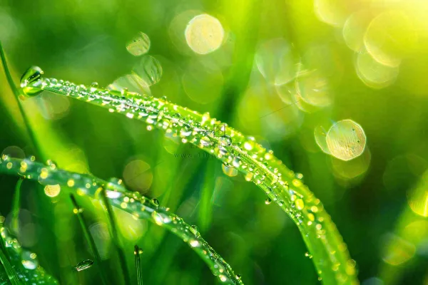春天草丛叶片上挂满露珠雨滴立春春分雨水谷雨摄影图 春天草丛叶片上挂满露珠雨滴立春春分雨水谷雨摄影图