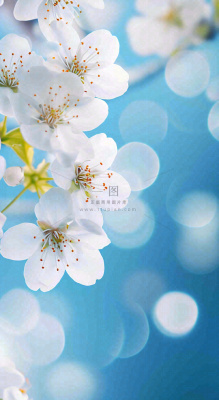 蓝色浪漫白色樱花花朵枝叶,立春惊蛰春分摄影图 蓝色浪漫白色樱花花朵枝叶,立春惊蛰春分摄影图
