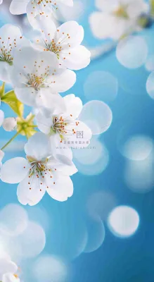 蓝色浪漫白色樱花花朵枝叶,立春惊蛰春分摄影图 蓝色浪漫白色樱花花朵枝叶,立春惊蛰春分摄影图