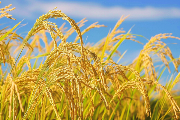 水稻农田种植粮食稻穗摄影图