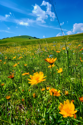 春天草原盛开的鲜花花朵花丛蓝天白云摄影图