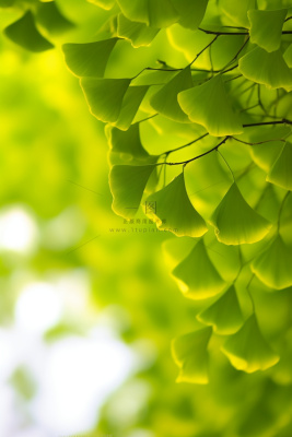 简约唯美银杏叶黄绿色背景 简约唯美银杏叶黄绿色背景