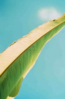 香蕉树芭蕉叶绿色植物摄影图