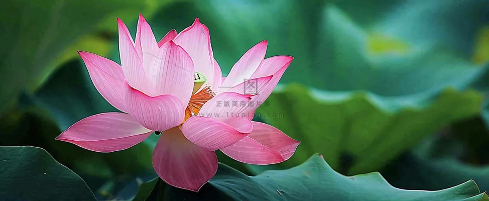 夏天荷塘盛开荷花荷叶绿色清新，夏至立夏大暑小暑处暑摄影图