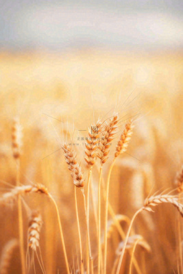 秋天收获小麦收割落日，秋分芒种小满粮食摄影图