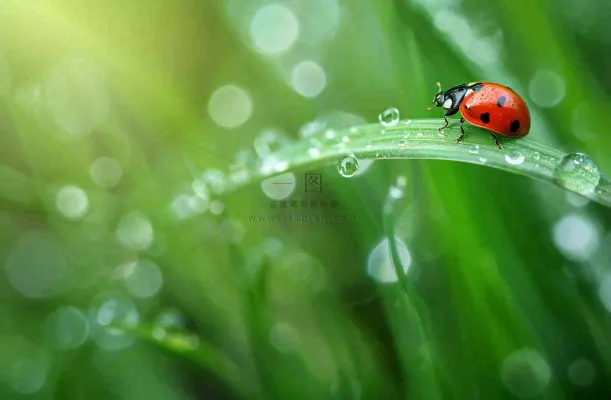 春天绿叶上的昆虫瓢虫露珠 雨水谷雨寒露摄影图 春天绿叶上的昆虫瓢虫露珠 雨水谷雨寒露摄影图