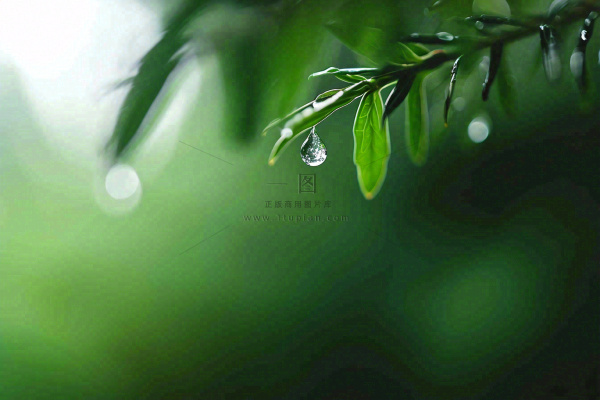 绿色树林里面下雨过后的松枝挂着水滴摄影图