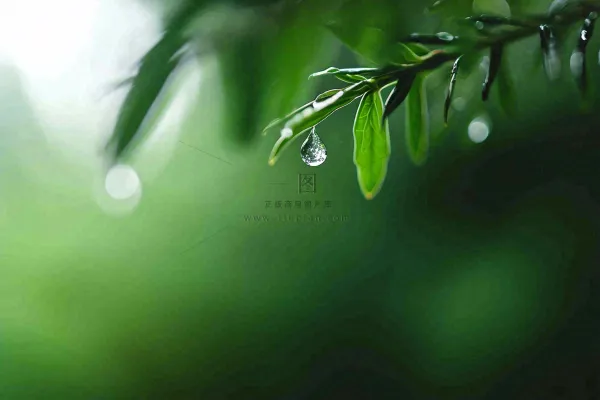 绿色树林里面下雨过后的松枝挂着水滴摄影图