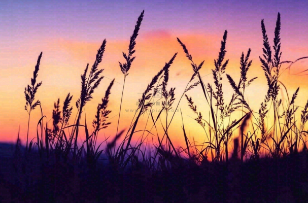 夕阳晚霞芦苇唯美摄影图