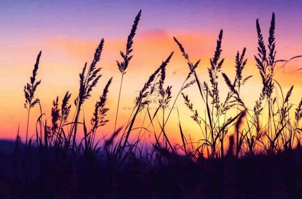 夕阳晚霞芦苇唯美摄影图