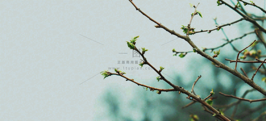 春天枝叶萌芽发芽绿叶,简约清新立春摄影图 春天枝叶萌芽发芽绿叶,简约清新立春摄影图
