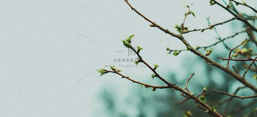 春天枝叶萌芽发芽绿叶,简约清新立春摄影图 春天枝叶萌芽发芽绿叶,简约清新立春摄影图