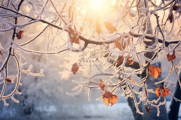 冬天树枝上的白霜雾凇摄影图