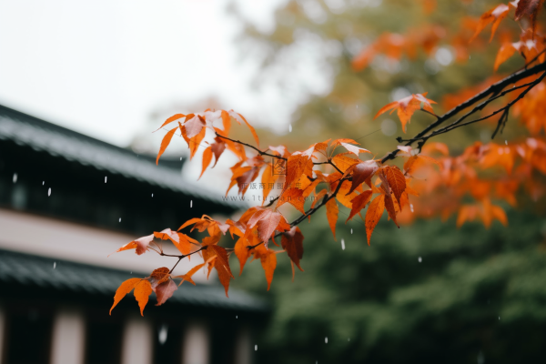 秋末雨过红枫叶苏州庭院风景摄影图