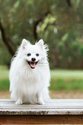 文明养狗宠物遛狗小区物业背景