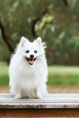 文明养狗宠物遛狗小区物业背景