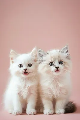 猫咪宠物猫可爱动物摄影图