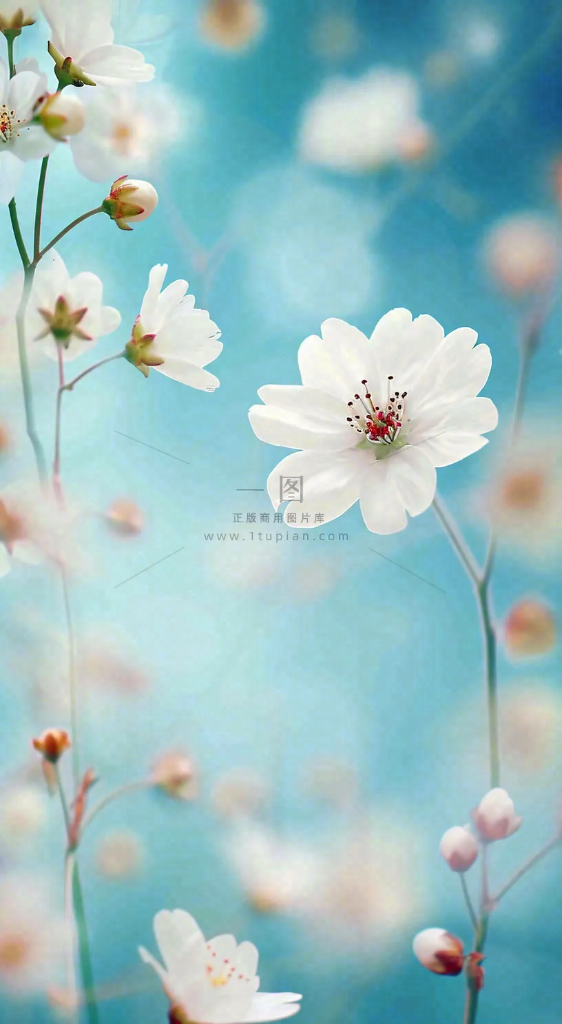 春天浪漫白色樱花花朵，立春春分摄影图