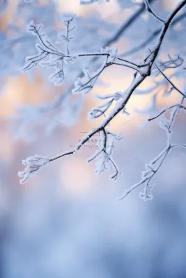 冬天树枝上挂满了雾凇雪摄影图