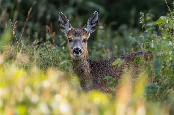鹿动物山间草原的鹿摄影图 鹿动物山间草原的鹿摄影图