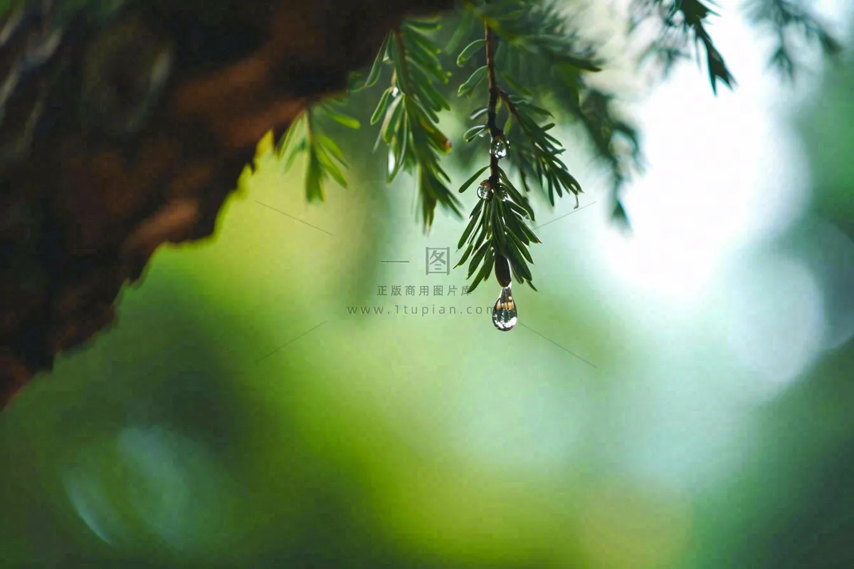 绿色树林里面下雨过后的松枝挂着水滴摄影图