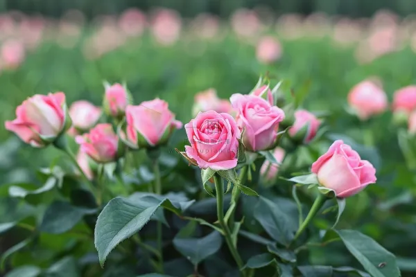 玫瑰花鲜花花朵摄影图